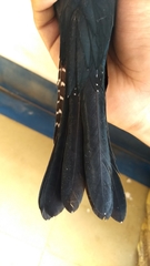 Surniculus dicruroides