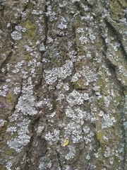 Physcia adscendens
