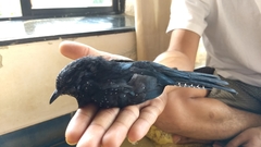 Surniculus dicruroides