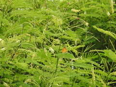 Phalanta phalantha phalantha