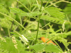 Phalanta phalantha phalantha