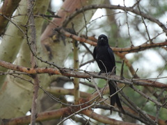 Dicrurus macrocercus