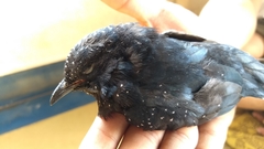 Surniculus dicruroides