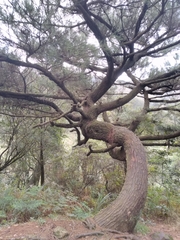 Pinus luchuensis