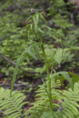 Cirsium schantarense