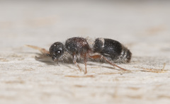 Ephutomorpha cordatiformis