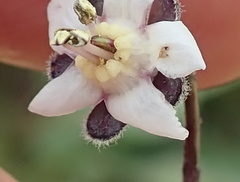 Afrotysonia glochidiata