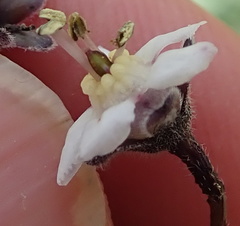 Afrotysonia glochidiata