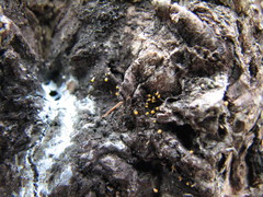 Eustilbum aureum