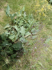 Afrotysonia glochidiata