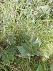Afrotysonia glochidiata