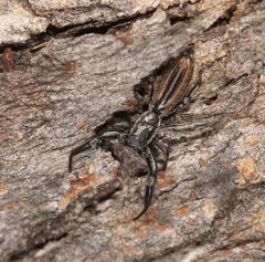 Holoplatys planissima