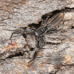 Holoplatys planissima