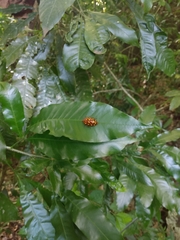 Iphiclus sedecimmaculatus