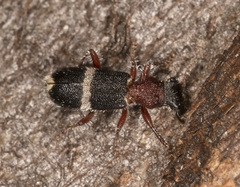 Lemidia accincta