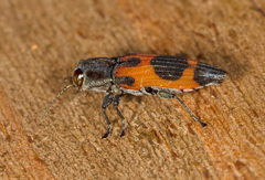 Nascioides parryi