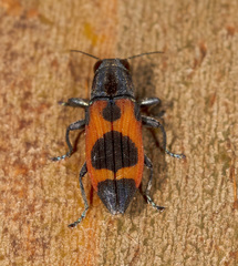 Nascioides parryi