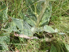 Afrotysonia glochidiata