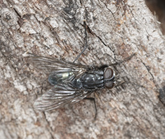Helina australasiae