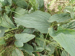 Afrotysonia glochidiata