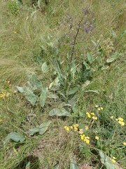 Afrotysonia glochidiata