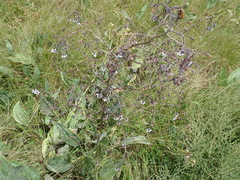 Afrotysonia glochidiata