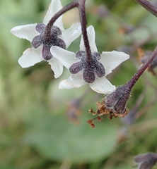 Afrotysonia glochidiata