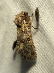 Paramiana smaragdina