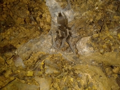 Coremiocnemis tropix