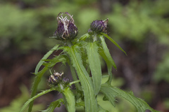 Cirsium schantarense