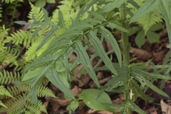 Cirsium schantarense