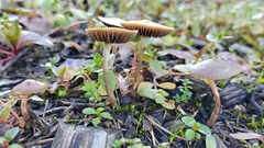 Psilocybe tasmaniana