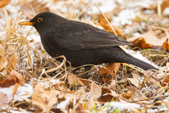 Turdus merula