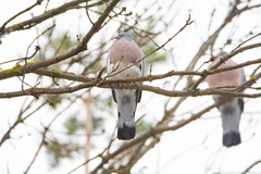 Columba palumbus