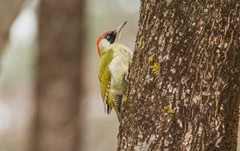 Picus viridis