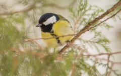 Parus major