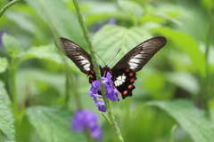 Pachliopta polydorus