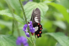 Pachliopta polydorus