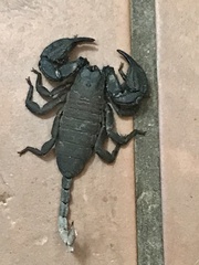 Opisthacanthus