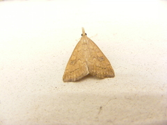 Udea profundalis