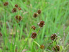 Juncus valvatus