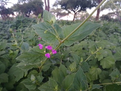 Commicarpus