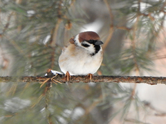 Passer montanus
