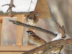 Passer montanus
