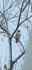 Buteo jamaicensis