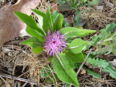 Klasea integrifolia monardii