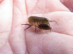 Traskorchestia traskiana