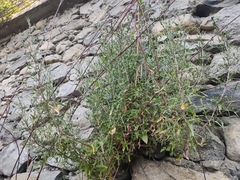 Rumex hastatus