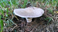 Fungi