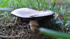 Fungi